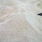 Sea turtle scuttle!