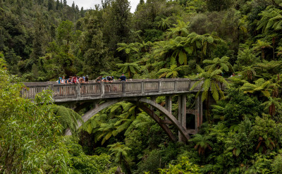 Students standing on a bridge surrounded by tall green trees.