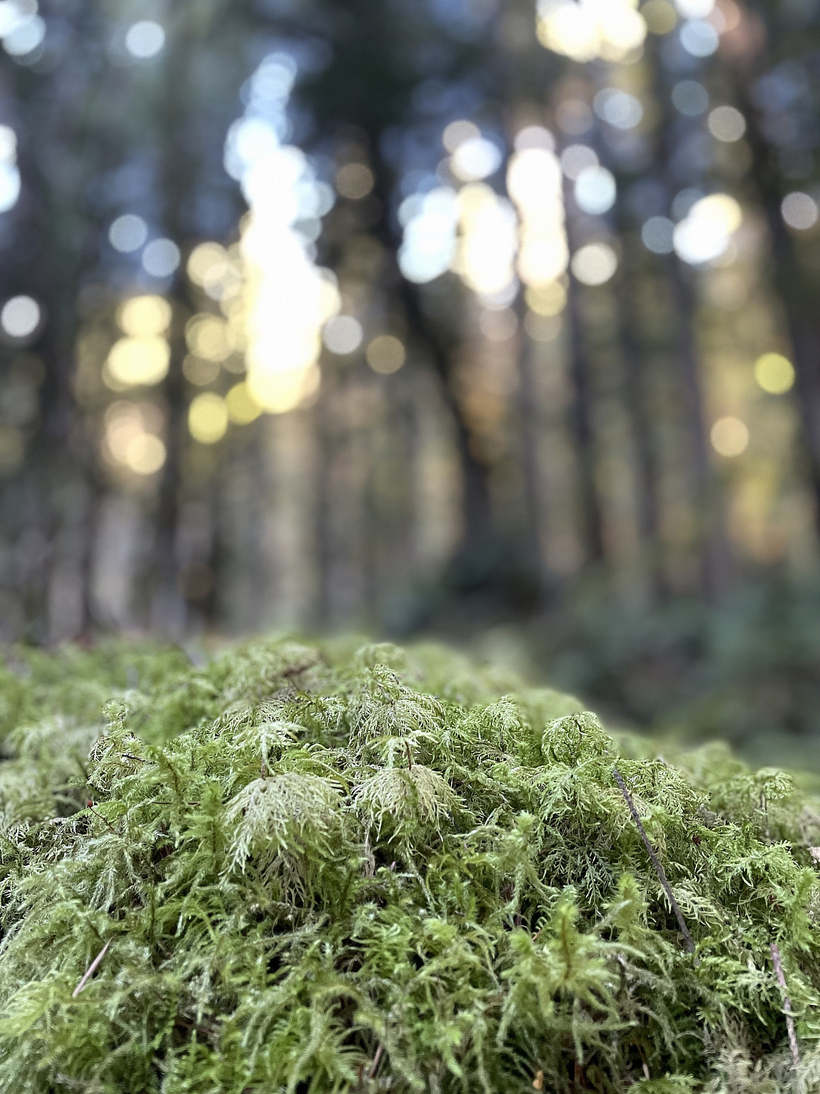 moss at sunset