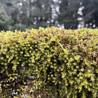 moss on wall