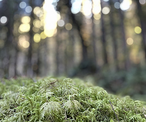 moss at sunset