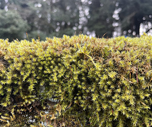 moss on wall