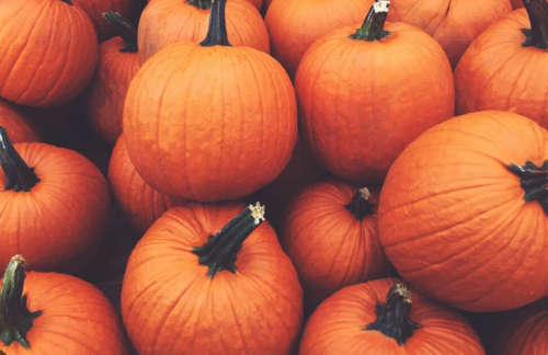 SAA and SPC's Pumpkin-Palooza!