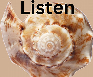 Image of a sea shell and the word Listen.