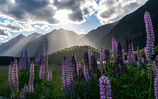 Sunny New Zealand Day
