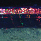 A zebrafish spinal cord, which shows multicolor motor neurons and their axons projecting from the zebrafish spinal cord. A red lateral li...