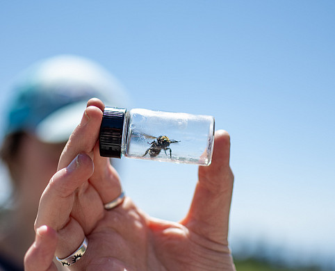 A bee in a small glass container, held by a human.