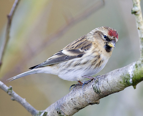 Lesser Redpoll (Carduelis cabaret) stock photo