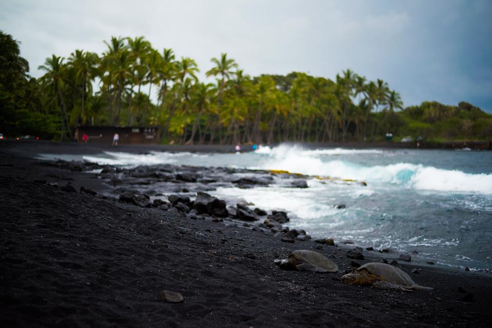 Black sand beach turtles